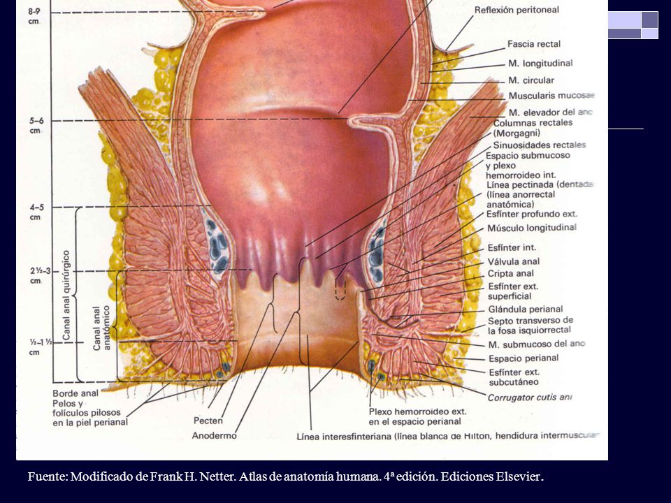 próstata anatomía netter en español próstata anatomía netter en español